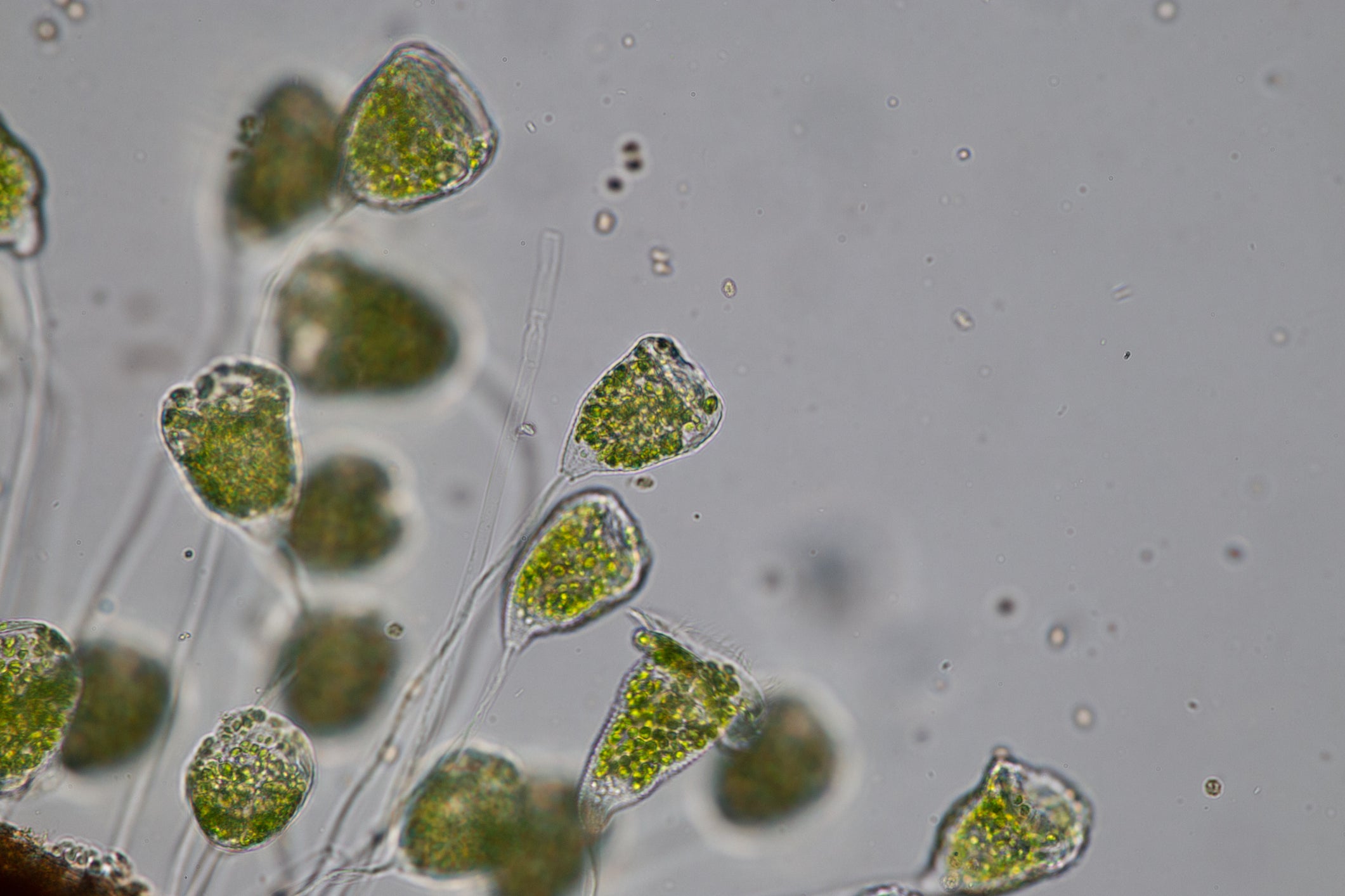 Predators that ‘nibble their prey to death’ form new branch of ...